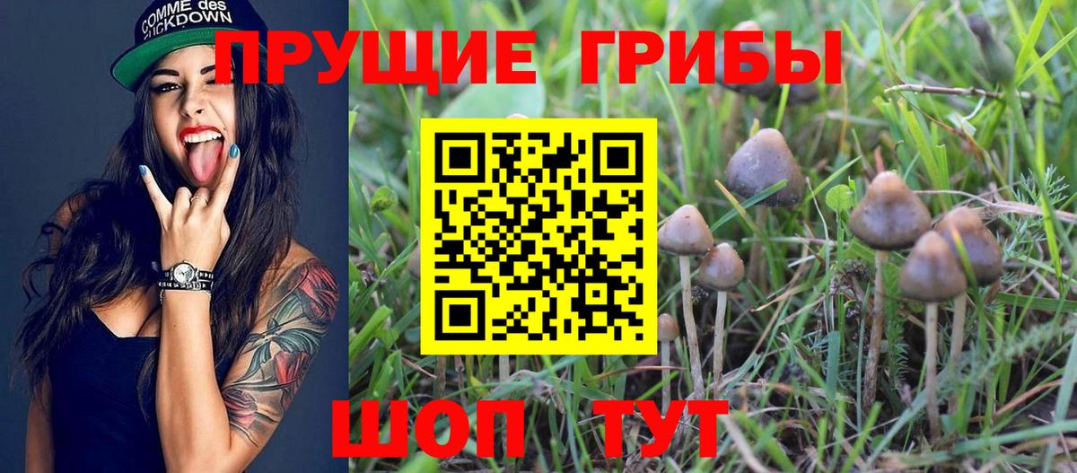 Новокузнецк  Галлюциногенные грибы Psilocybine cubensis  Вход с VPN 
